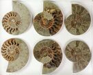 Lot: - Cut Ammonite Pairs (Grade B/C) - Pairs #77328-2